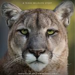 دانلود مستند Deep in the Heart: A Texas Wildlife Story 2022 ( در اعماق قلب حیات وحش تگزاس ۲۰۲۲ ) با زیرنویس فارسی چسبیده