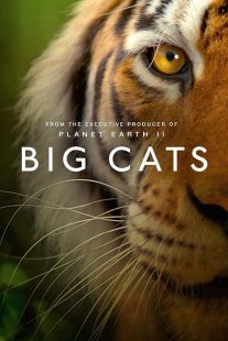 Big Cats 2018